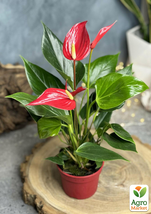 Антуриум (Anthurium) "Lili Red" высота 40-50см