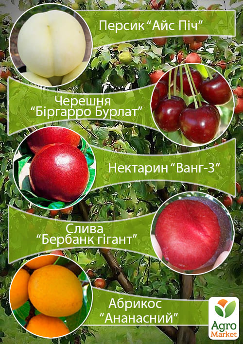 Дерево-сад "Мультифрукт" Персик1+Черешня+Слива+Абрикос+Персик2