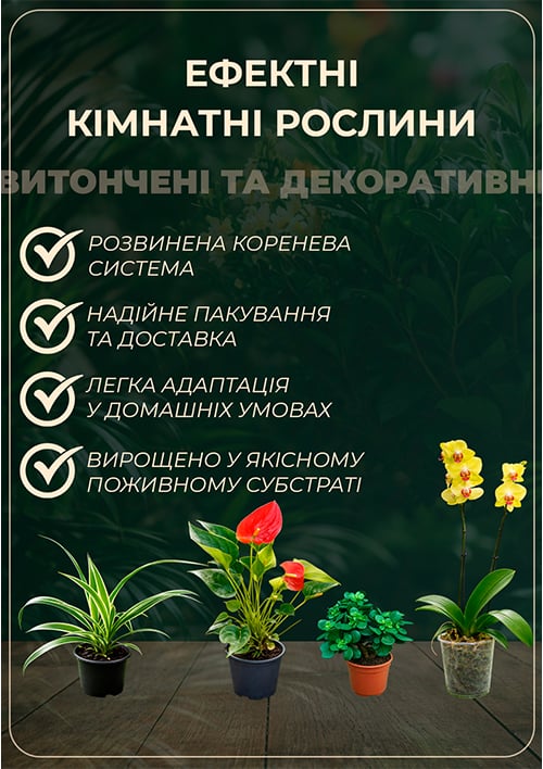 LMTD Кордилина "New Conga" (высота 35-45см) вазон 12 - фото 5
