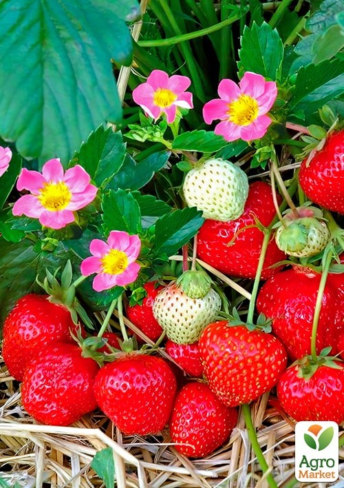 Полуниця ремонтантна рожевоквітуча "Полуничний лід" (Fragaria a. "Strawberry Ice'pbr") Нідерланди, вазон П9