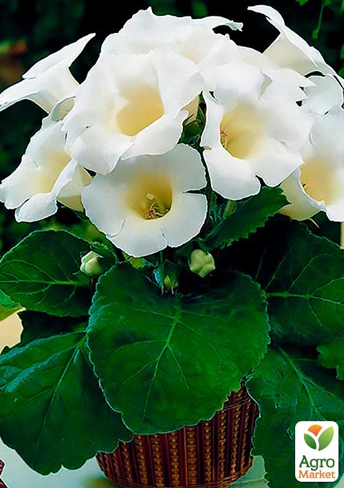 Глоксиния "Mont Blanc"