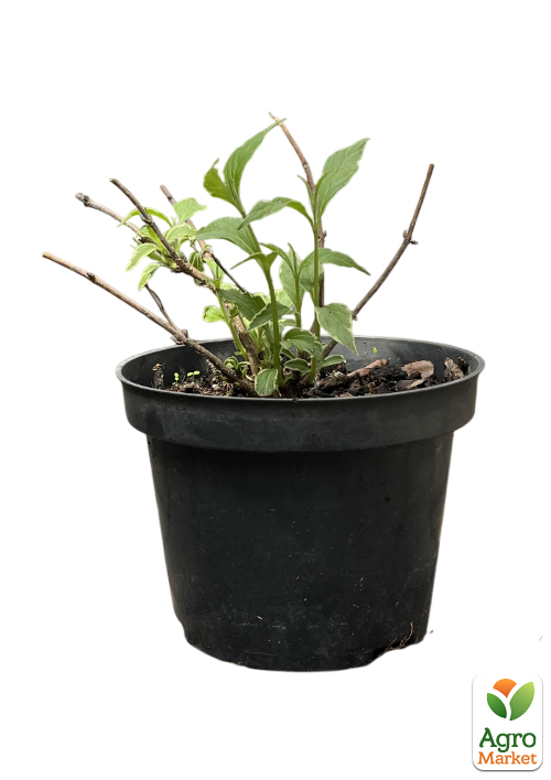 Вейгела 2-х летняя "Splendid" С3, высота 20-40см - фото 2