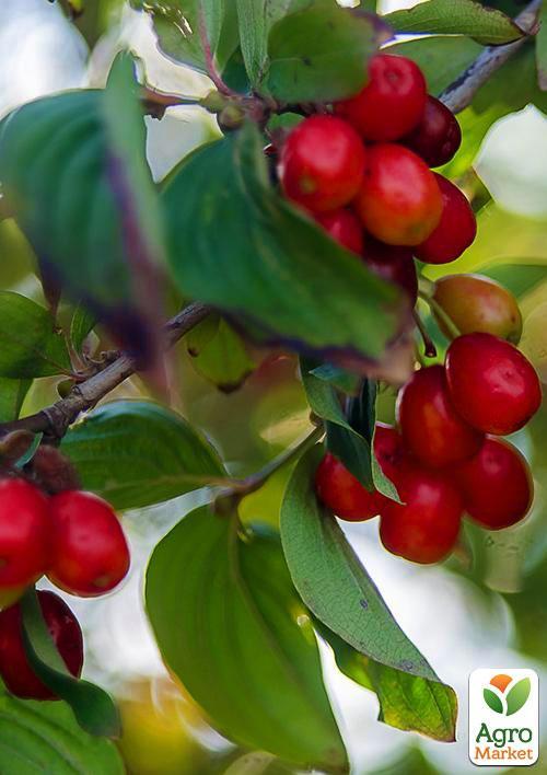 Кизил "Елена" - фото 4