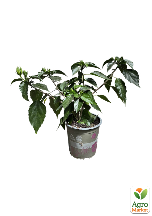 Гибискус комнатный махровый "Adonicus Double Pink"  - фото 5