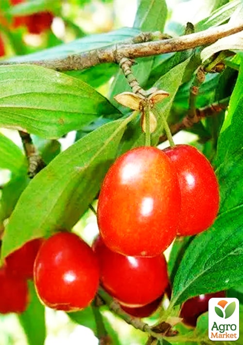 Кизил "Кораловий рожевий"