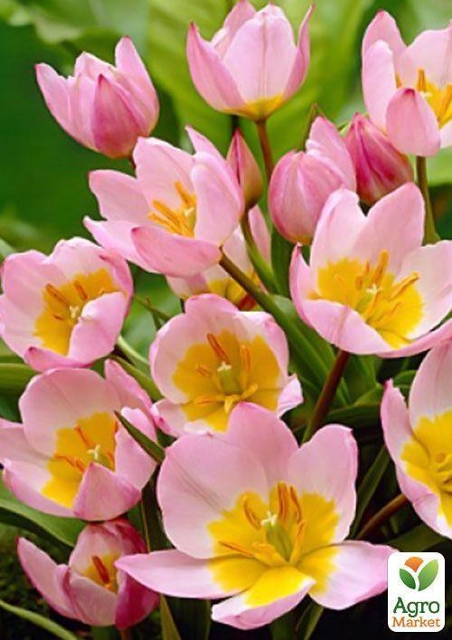 Тюльпан "Lilac Wonder" (размер 5/+ крупный) 5шт в упаковке