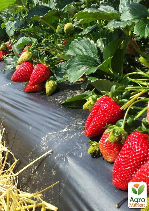 Полуниця "Зірниця" (ранній термін дозрівання, сорт стійкий до хвороб) - фото 6