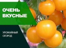 Сорти помаранчевих помідор - корисні статті про садівництво від Agro-Market