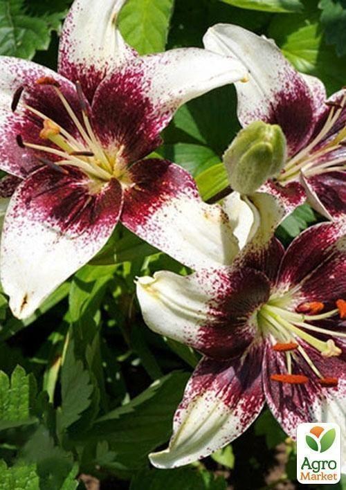 Лилия "Tango Heart Balance" 1шт в упаковке