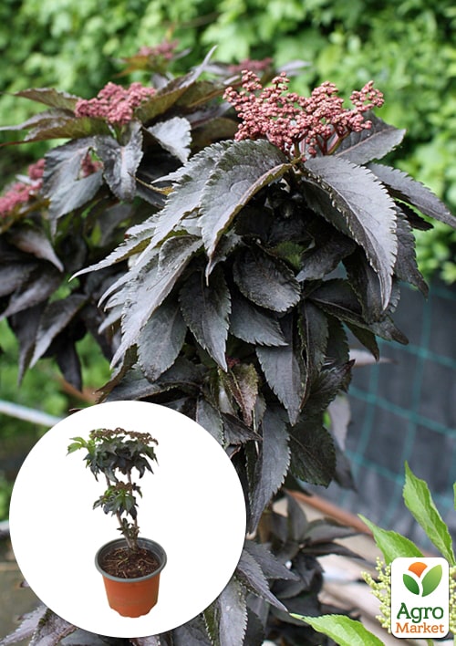 Бузина черная "Black Tower" (Sambucus nigra Black Tower) вазон С2