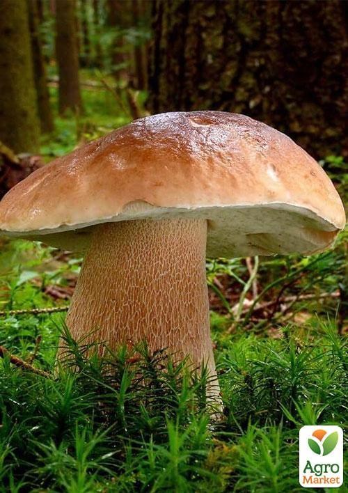 Сухий зерновий міцелій "Польський гриб" 10г