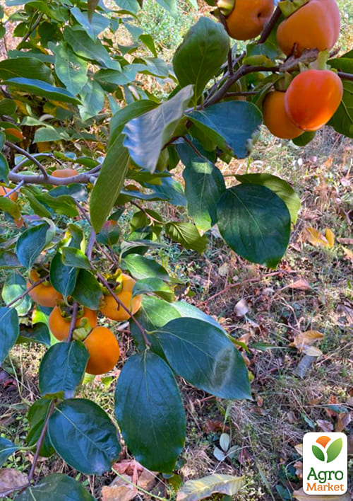 Хурма на віргінській морозостійкій підщепі  "Нікітська бордова" вищий сорт! - фото 6