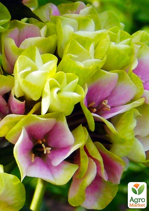 Флокс багаторічний "Sherbet Blend" 1шт в упаковці