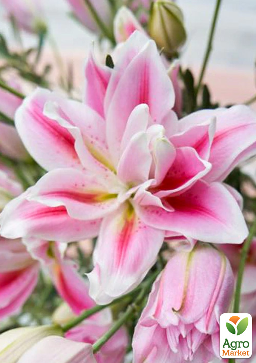 Лилия Розовидная "Roselily Isabella" 