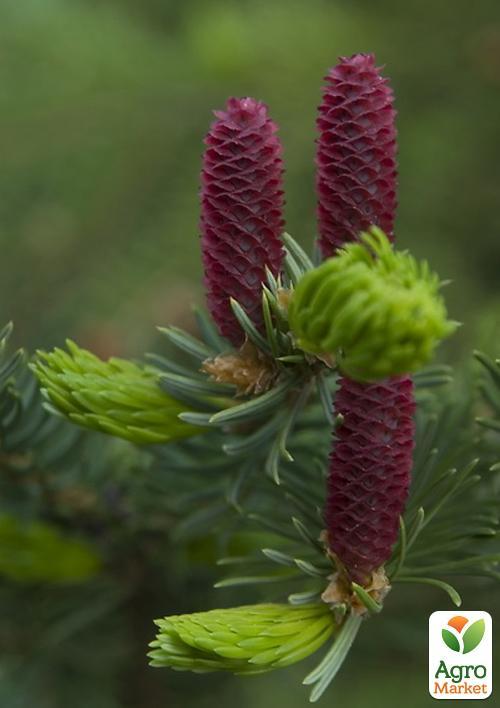Ель Корейская "Nakai" (горшок P9) - фото 6
