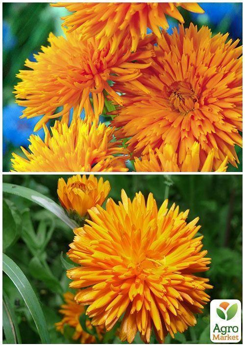 На вагу Календула "Радіо" ТМ "Весна" ціна за 3г - фото 2