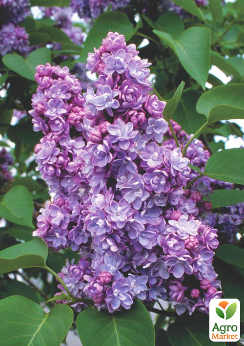 Сирень тёмно-лиловая "Мишель Бюхнер" (Miсhel Buchner)