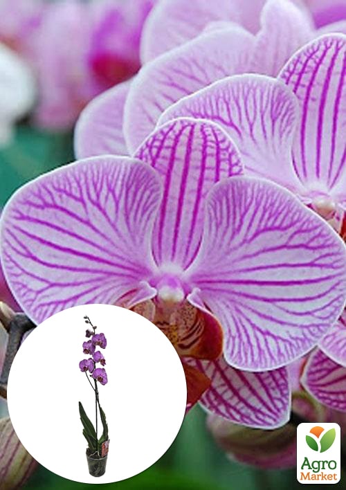 Орхідея (Phalaenopsis) "Tiger"