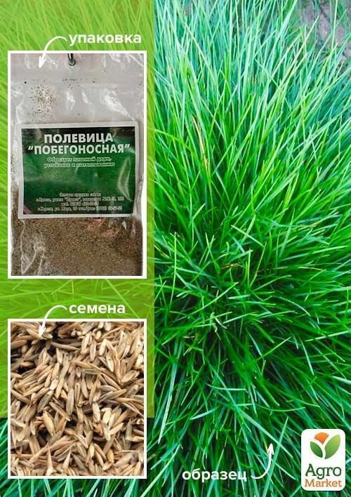 Трава газонна "Польовиця побегоносна" (Зипер) ТМ "Весна" 4г