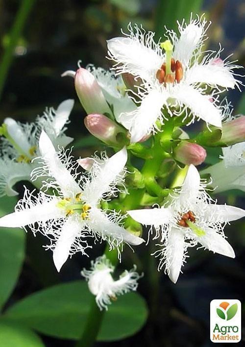 Вахта трехлистная - фото 3