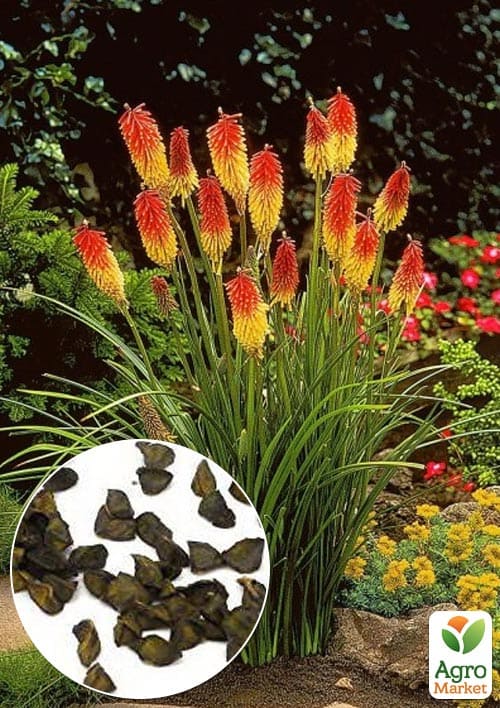 Книфофия "Фламенко" (зипер) ТМ "Весна" 0,2г