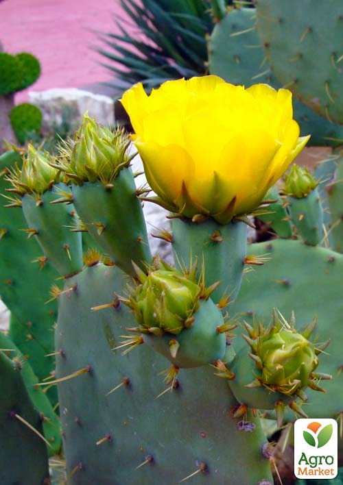 Опунція садова (зимуючий кактус)