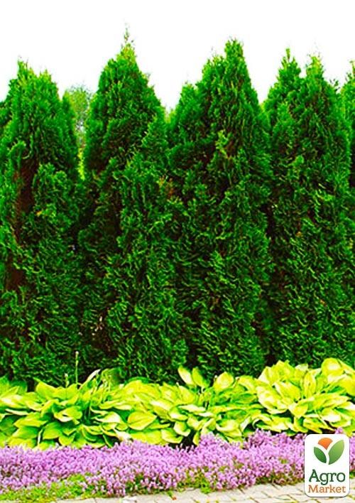 Туя западная "Columna" С3, высота 50-70см - фото 3