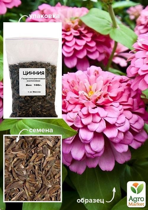 Цинния "Георгиноцветковая малиновая" ТМ "Весна" 100г