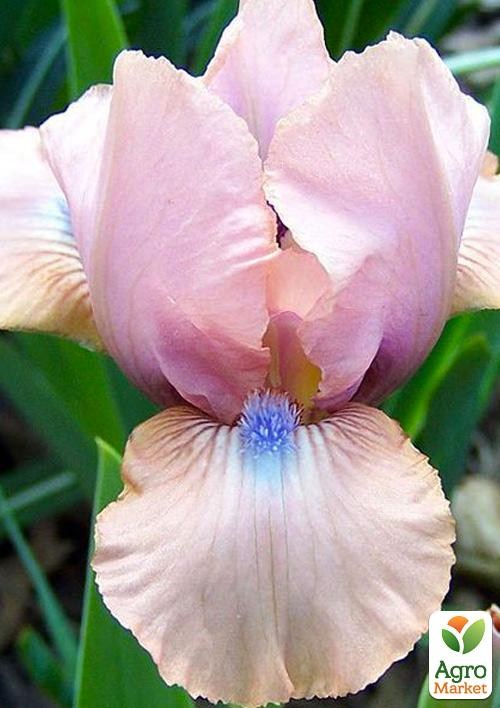 Ирис карликовый "Chanted" 1шт в упаковке