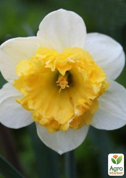 Нарцисс "Blues" 2шт в упаковке