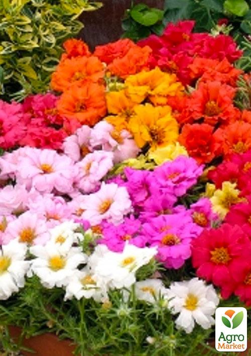 Портулак "Великоквітковий" (Зипер) ТМ "Весна" 1г - фото 2