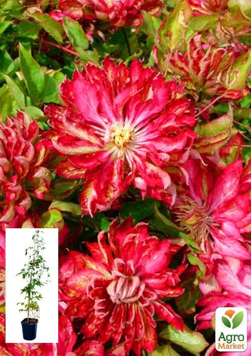 Клематис 3-х летний "Kaen" С2