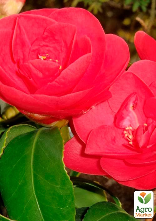 Камелія японська "Mary Williams" - фото 4