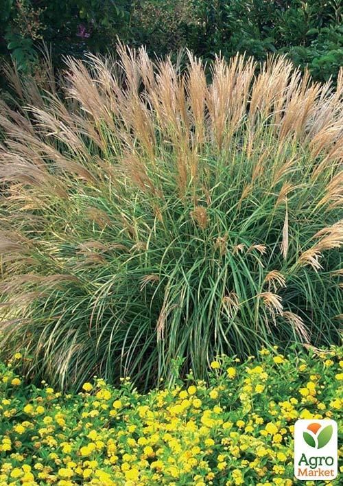 Мискантус китайский "Adagio" С2 