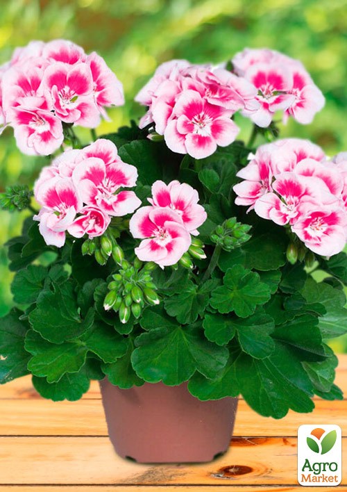 Пеларгония зональная Flower Fairy "White Splash"