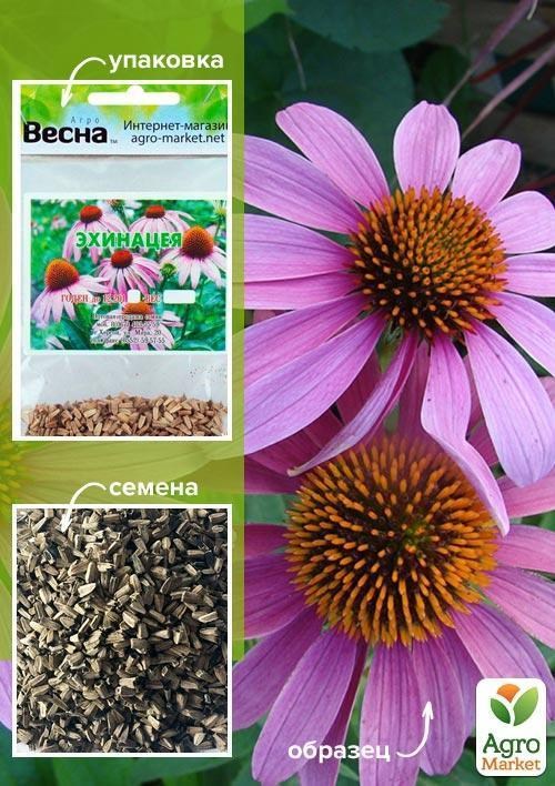 Эхинацея (Зипер) ТМ "Весна" 0,5г