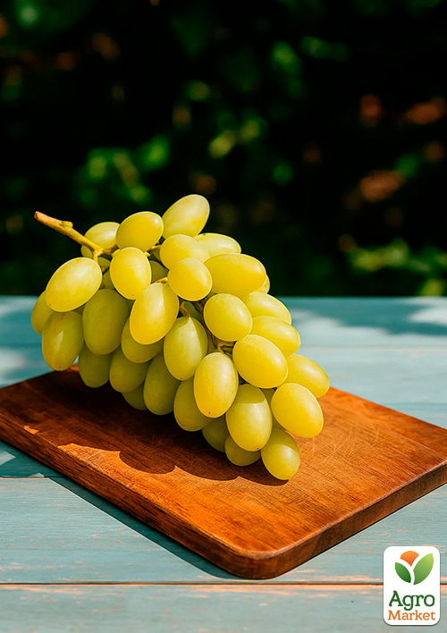 Виноград "Ландыш" (средний срок созревания, цветки обоеполые, опыление беспроблемное) - фото 4