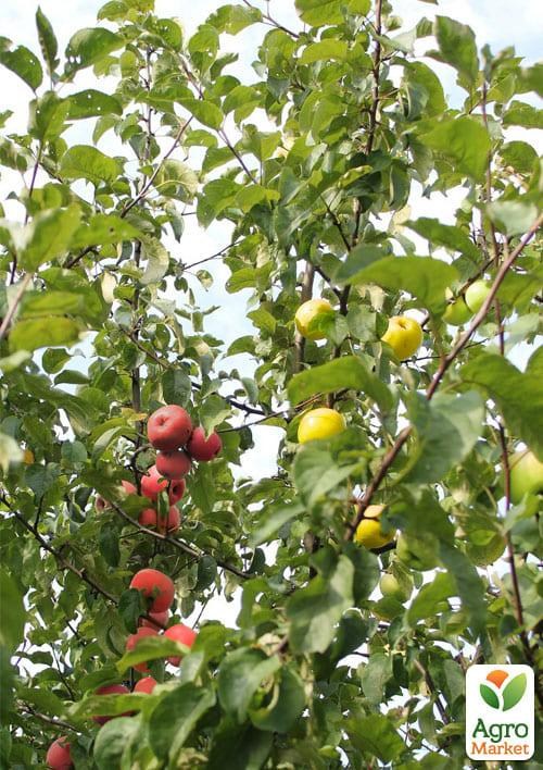Эксклюзив! Дерево-сад Яблоня "Деличия+Пис Гут+Голден" 