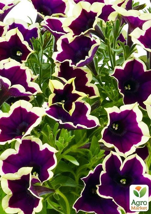 Сурфиния "Frost Velvet" (контейнер № 10, высота 10-15 см)