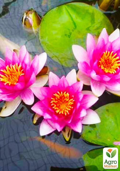 Нимфея "Розинимфе" (Rosennimphe) - фото 2