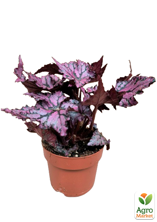 Бегония королевская REX "Tango" 20-30см - фото 5