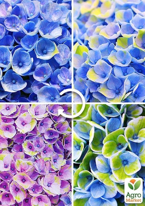 Ексклюзив! Гортензія Magical® `Revolution Blue`