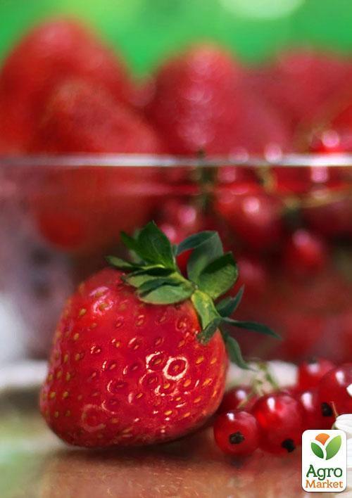 Полуниця "Зенга Зенгана" (Senga Sengana) (середньо-пізній термін дозрівання) - фото 7