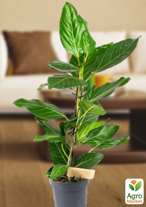 LMTD Фикус Бенджамина "Joy" (высота 80-100см)