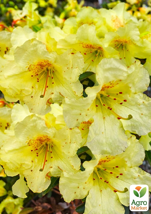 LMTD Рододендрон цветущий 2-х летний "Curlew" (высота 20см) - фото 7