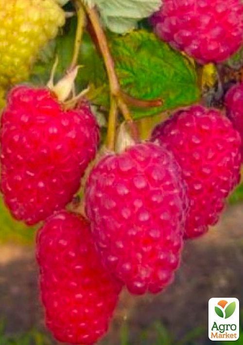 Малина "Брусвяна" (ремонтантный высокоурожайный сорт)