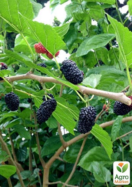 Ексклюзив! "Штамбова (Плакуча) Шовковиця (вік від 2-х років, висота 150-190см) - фото 2