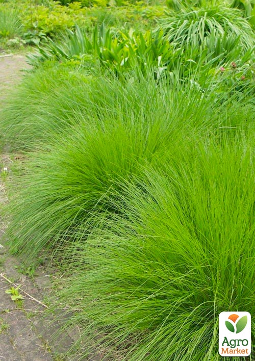 Дешампсия "Tardiflora" вазон С2, высота 20-40см