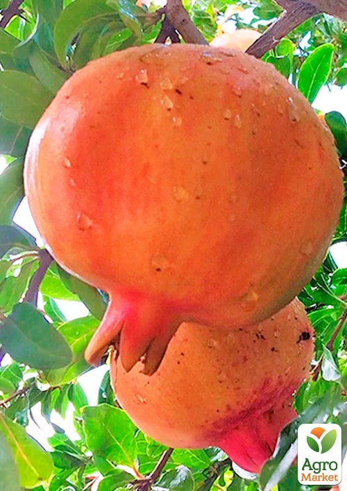 Гранат "Маліссі" (середній термін дозрівання) - фото 2