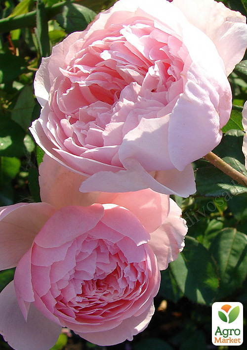 Роза английская "The Alnwick Rose" (саженец класса АА+) высший сорт - фото 5